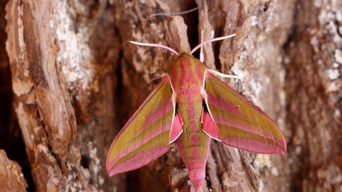 Elephant hawk-moth | The Wildlife Trusts